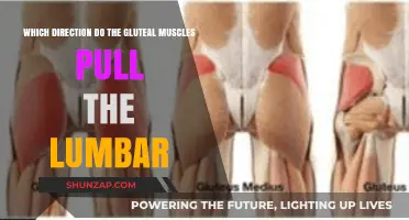 Gluteal Muscles and Lumbar: Understanding Their Pulling Direction