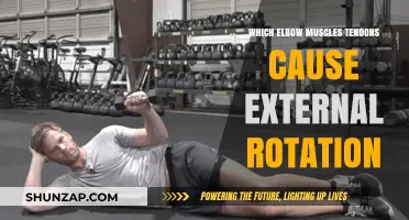 Elbow Muscles and Tendons Responsible for External Rotation Explained