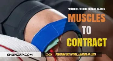 How Electrical Charges Trigger Muscle Contractions: Unveiling the Science