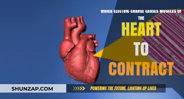 How Electric Impulses Trigger Heart Muscle Contractions: Unveiling the Science
