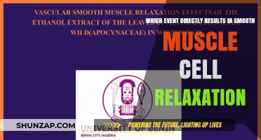 Mechanisms Triggering Smooth Muscle Relaxation: Key Events and Pathways Explained