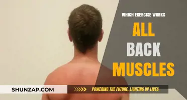 Ultimate Back Workout: Exercises to Target All Back Muscles Effectively
