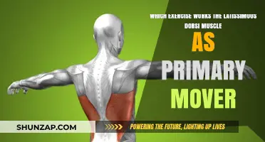 Effective Latissimus Dorsi Workouts: Targeting Your Back Muscles
