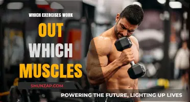Targeted Workouts: Understanding Exercises and Their Muscle Groups
