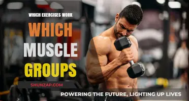 Targeted Workouts: Understanding Exercises for Specific Muscle Groups