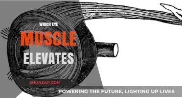 Eye Muscle Elevations: Understanding the Complex Mechanics