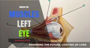 Left Eye Muscles: What's Unique?