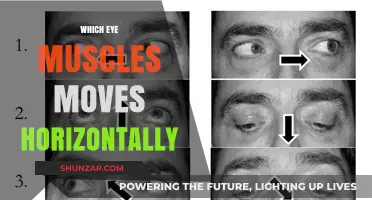 Eye Muscles: Horizontal Movement Explained