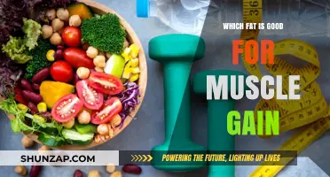 Healthy Fats for Muscle Gain: Fuel Your Growth the Right Way