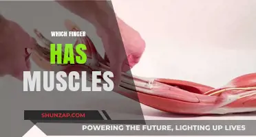 Muscles and Fingers: What's the Connection?