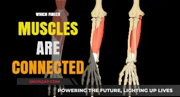 Finger Muscles: Intricate Connections, Complex Functionality