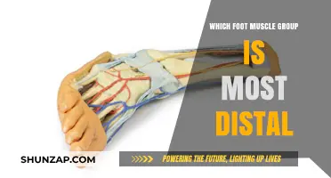Exploring the Most Distal Foot Muscle Group: Anatomy and Function