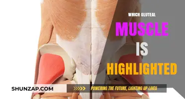 Highlighting the Gluteus Maximus: Understanding the Largest Gluteal Muscle