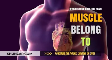 Understanding Heart Muscle Classification: Which Group Does It Belong To?