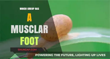 Unveiling the Unique: Which Animal Group Boasts a Muscular Foot?