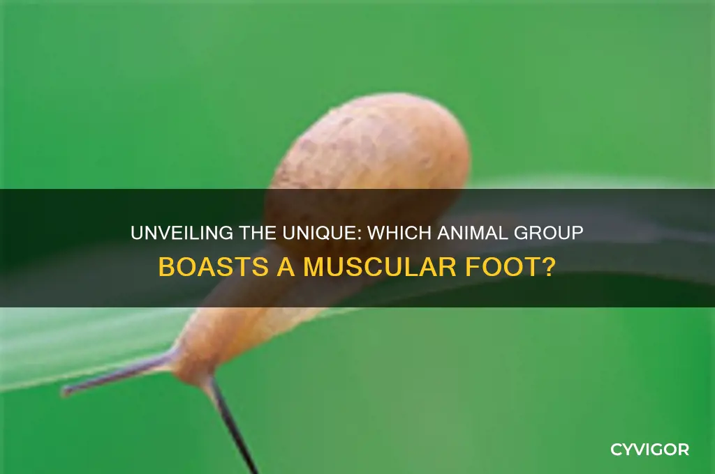 which group has a musclar foot