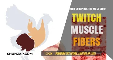 Slow Twitch Muscle Fibers: Which Group Dominates in Endurance?