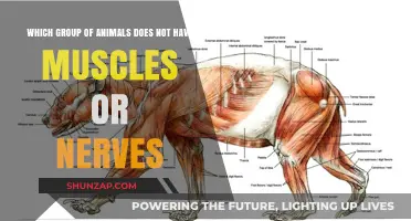 Unveiling the Unique: Animals Lacking Muscles and Nerves Explained