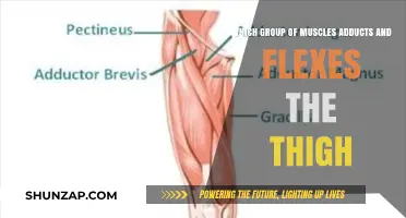 Muscles Responsible for Thigh Adduction and Flexion: A Comprehensive Guide