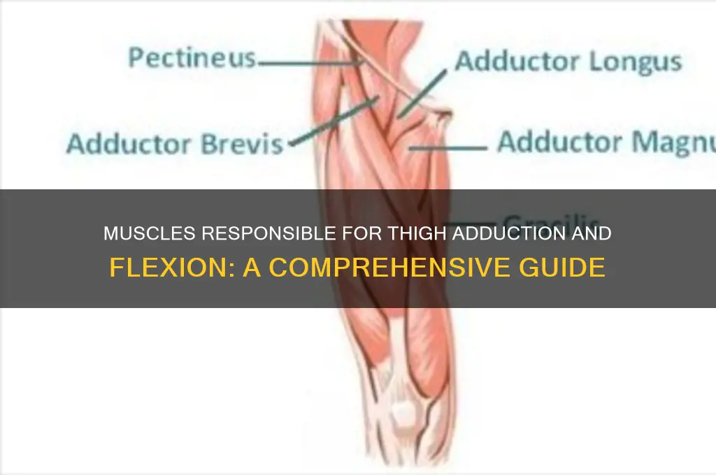 which group of muscles adducts and flexes the thigh