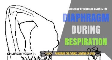 Muscles Assisting Diaphragm in Breathing: Unveiling Respiratory Support System