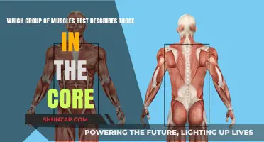 Core Muscles: Understanding the Essential Groups for Strength and Stability