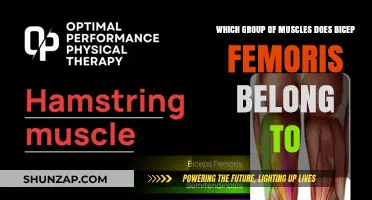 Understanding Bicep Femoris: Its Muscle Group and Function Explained