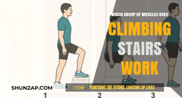 Climbing Stairs: Target Muscles and Full-Body Benefits Explained
