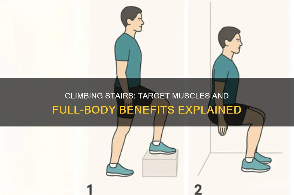 which group of muscles does climbing stairs work