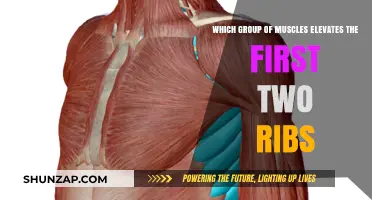 Muscles Elevating the First Two Ribs: Anatomy and Function Explained