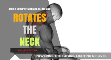 Neck Flexion and Rotation: Key Muscles and Their Functions