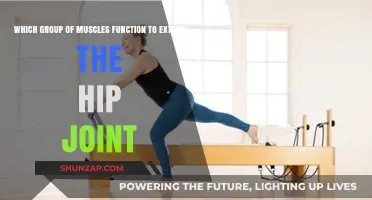 Hip Extension Muscles: Key Groups for Joint Mobility and Strength