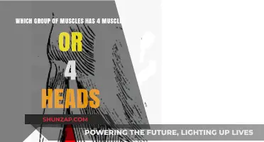 Unveiling the Quadruple Power: Muscles with 4 Heads or Components