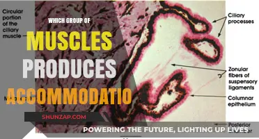 Muscles Behind Accommodation: Understanding the Ciliary Body's Role
