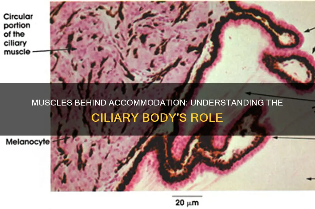 which group of muscles produces accommodation