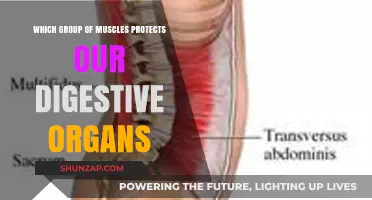 Core Muscles: The Protective Shield for Digestive Organs Explained