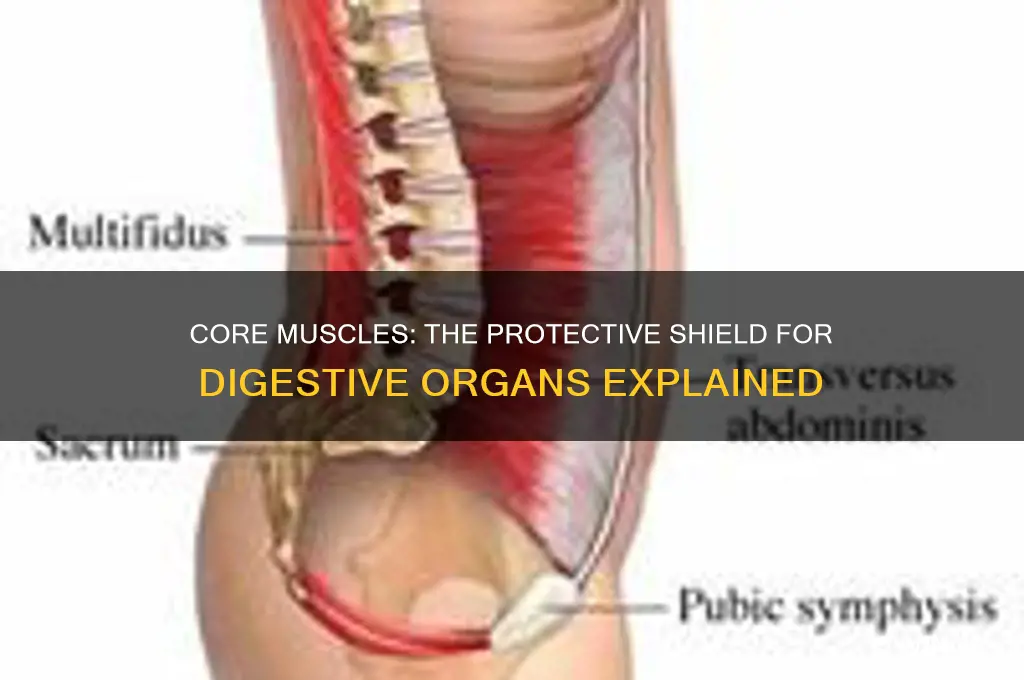 which group of muscles protects our digestive organs
