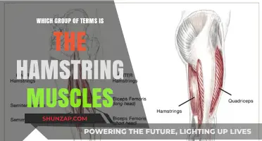 Understanding the Hamstring Muscles: Key Terms and Their Functions