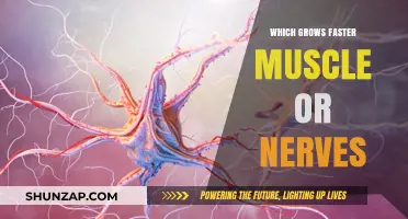 Muscle vs. Nerve Growth: Unraveling the Speed of Regeneration