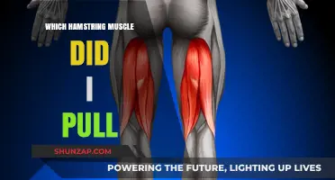 Identifying Your Pulled Hamstring: Which Muscle is Causing the Pain?