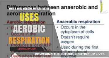 Aerobic Respiration: The Key to Hard-Working Muscle Tissue's Endurance