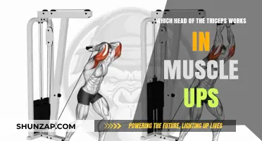 Triceps Heads in Muscle-Ups: Long Head's Role Explained