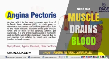 Heart Muscle and Blood Drain: What's the Connection?