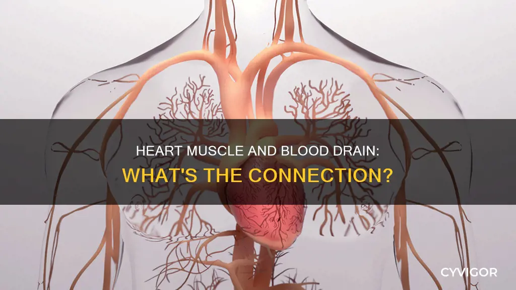which hear muscle drains blood