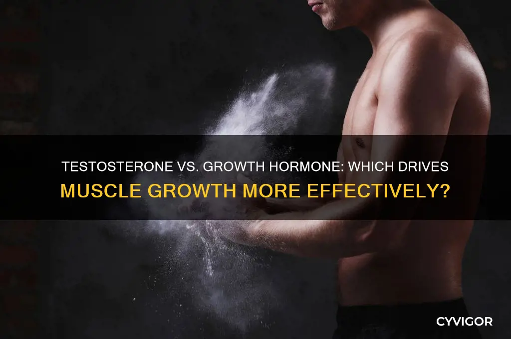 which hormone causes more muscle growth