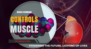 Muscle Control: Hormone Regulation and You