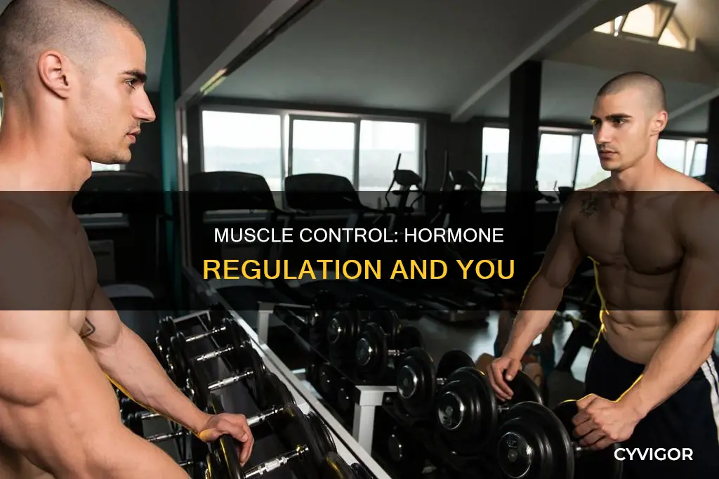 which hormone controls muscle