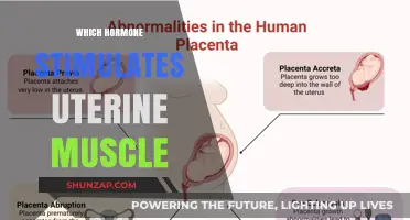 Uterine Muscle Stimulation: The Hormone Behind It