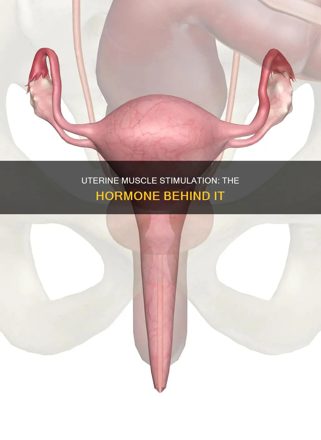 which hormone stimulates uterine muscle