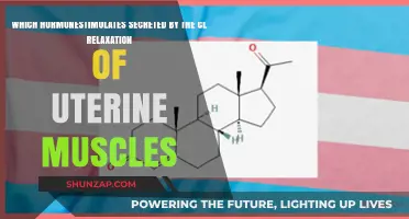 Progesterone's Role in Relaxing Uterine Muscles During Pregnancy